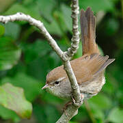 Cetti's Warbler