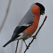 Eurasian Bullfinch