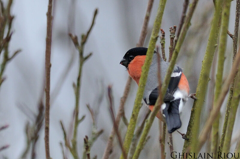 Eurasian Bullfinch male