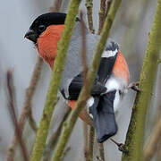 Eurasian Bullfinch