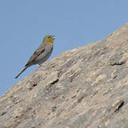 Cinereous Bunting