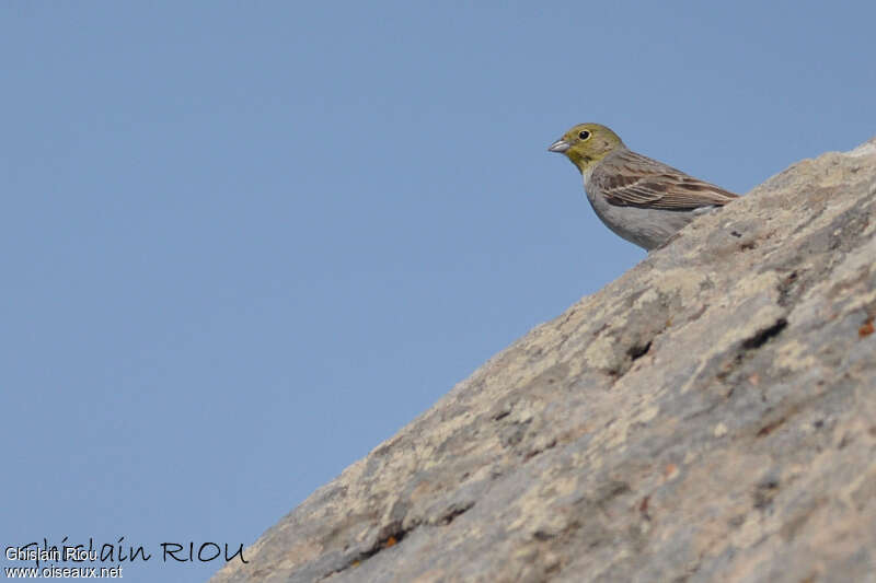 Cinereous Bunting male adult, habitat, pigmentation