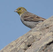 Cinereous Bunting