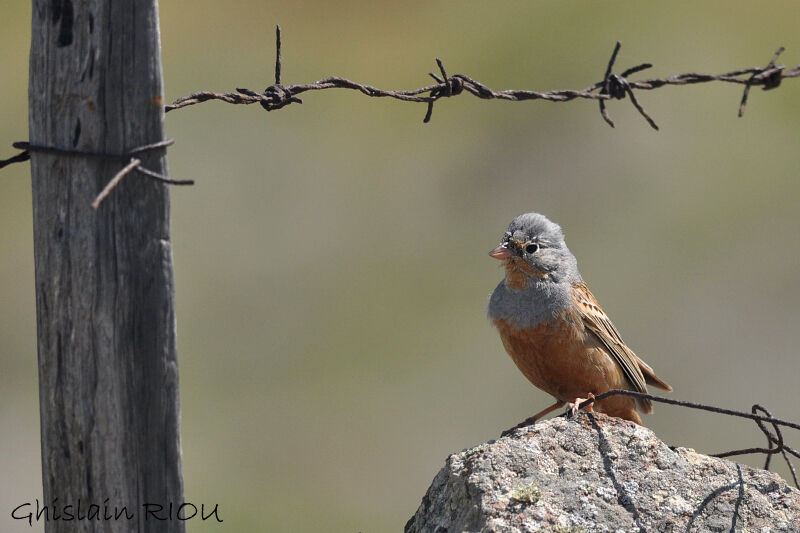 Cretzschmar's Bunting male