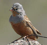 Cretzschmar's Bunting