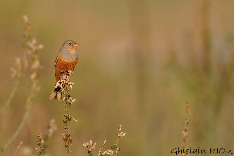 Cretzschmar's Bunting male