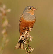 Cretzschmar's Bunting