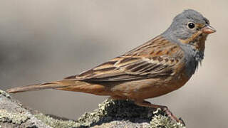 Cretzschmar's Bunting