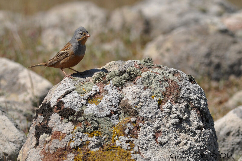 Cretzschmar's Bunting