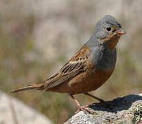 Cretzschmar's Bunting