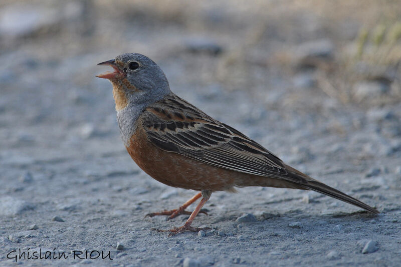 Cretzschmar's Bunting