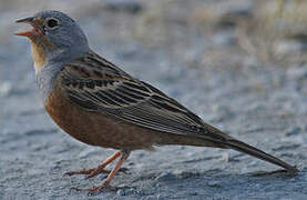 Cretzschmar's Bunting