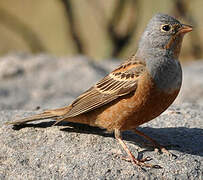 Cretzschmar's Bunting