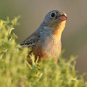 Cretzschmar's Bunting