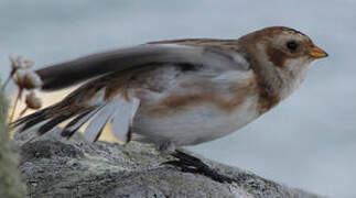 Snow Bunting