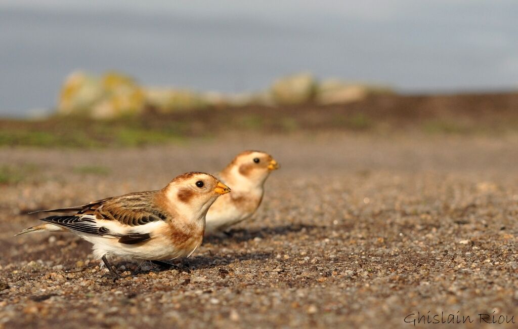 Snow Bunting