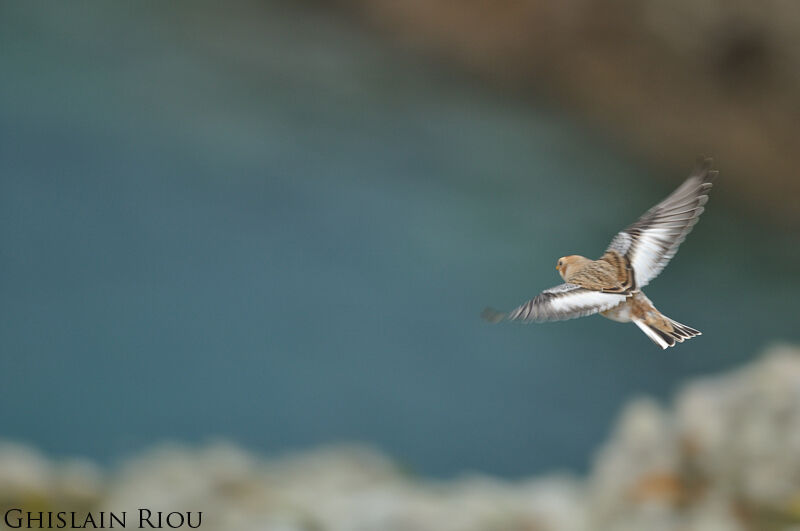 Snow Bunting