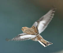 Snow Bunting