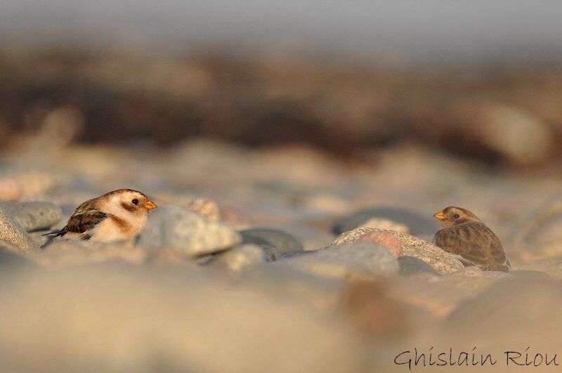 Snow Bunting