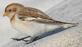 Snow Bunting