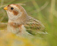 Snow Bunting