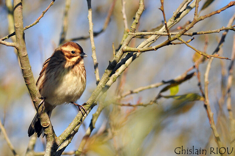 Common Reed Bunting