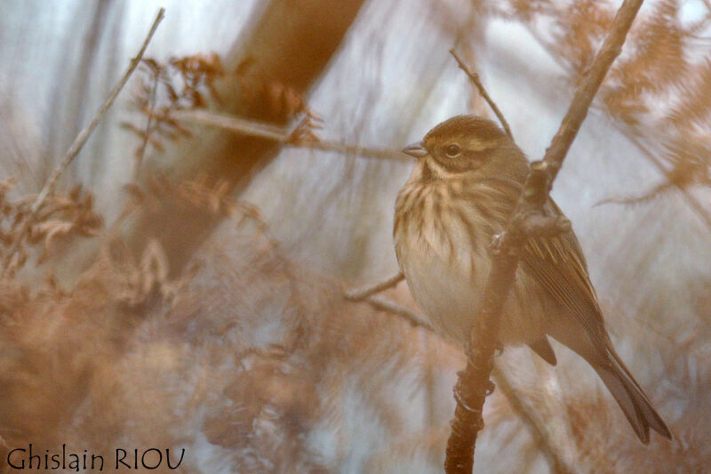 Common Reed Bunting