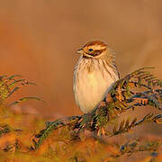 Common Reed Bunting