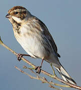 Common Reed Bunting