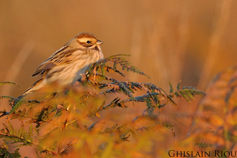 Common Reed Bunting