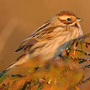 Common Reed Bunting