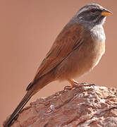 House Bunting