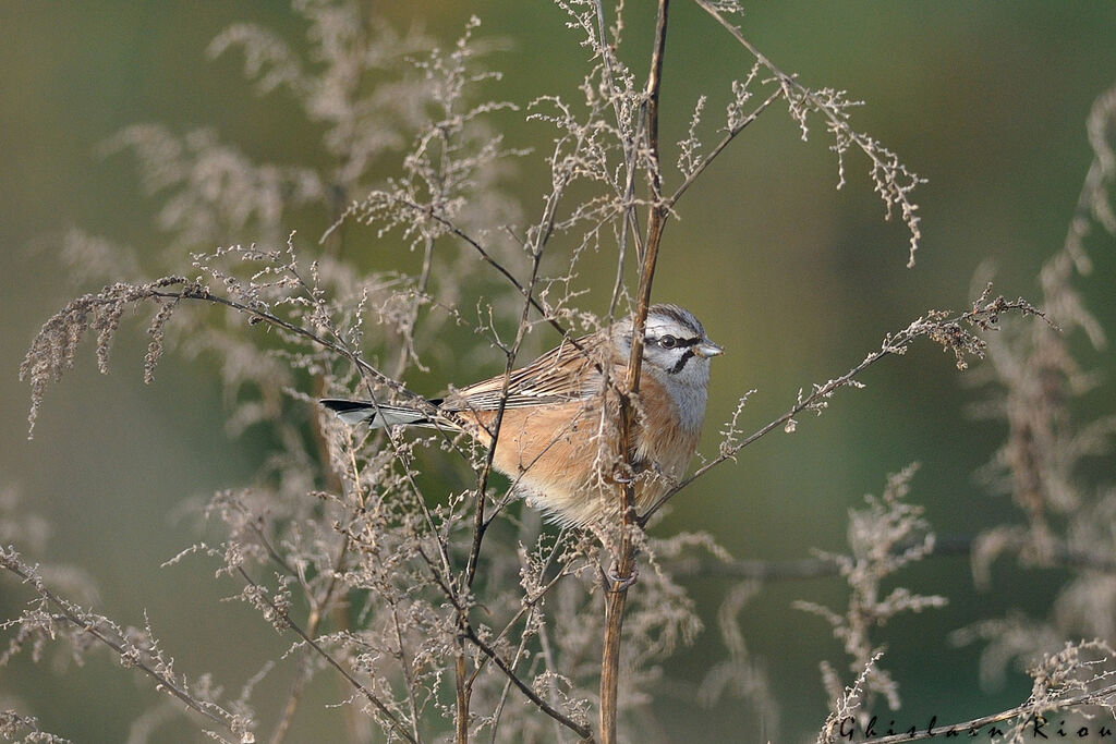 Bruant fou mâle