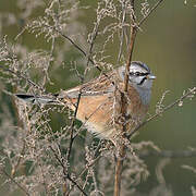 Rock Bunting