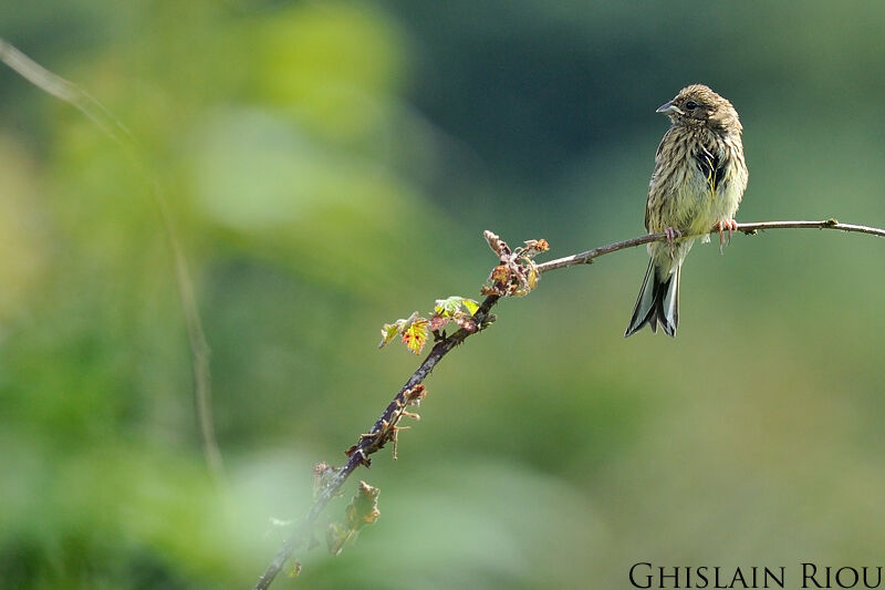 Yellowhammerjuvenile