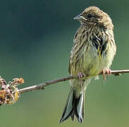 Yellowhammer