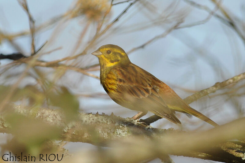 Bruant jaune