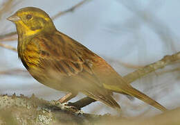 Yellowhammer