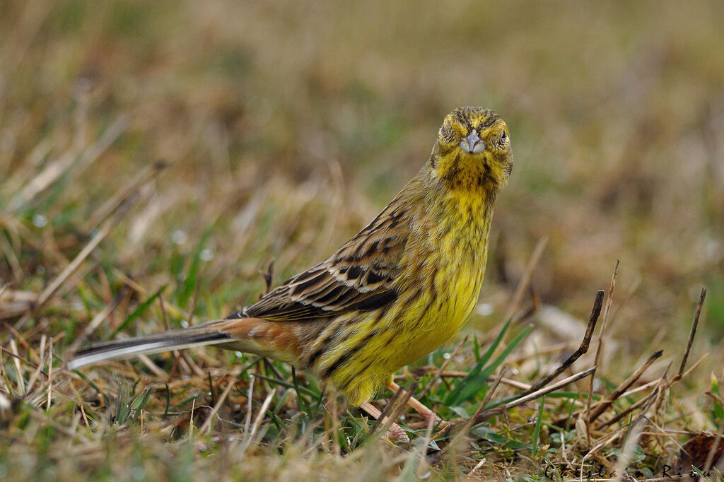 Bruant jaune