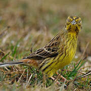 Yellowhammer