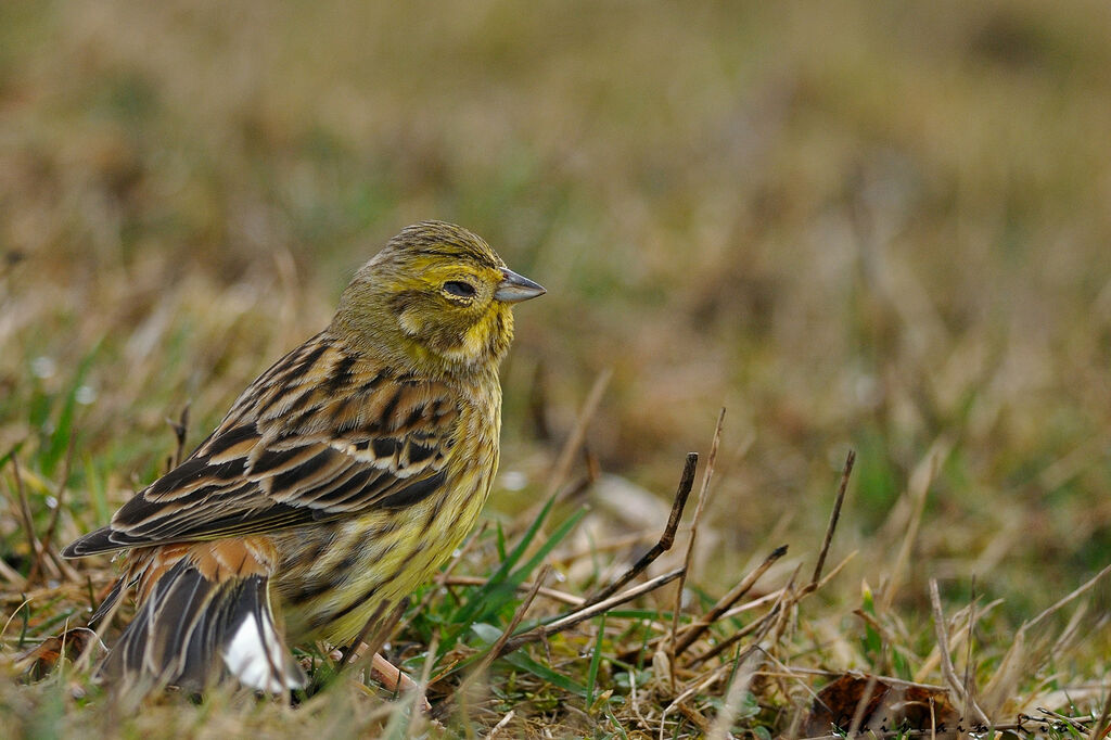 Yellowhammer