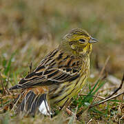 Yellowhammer