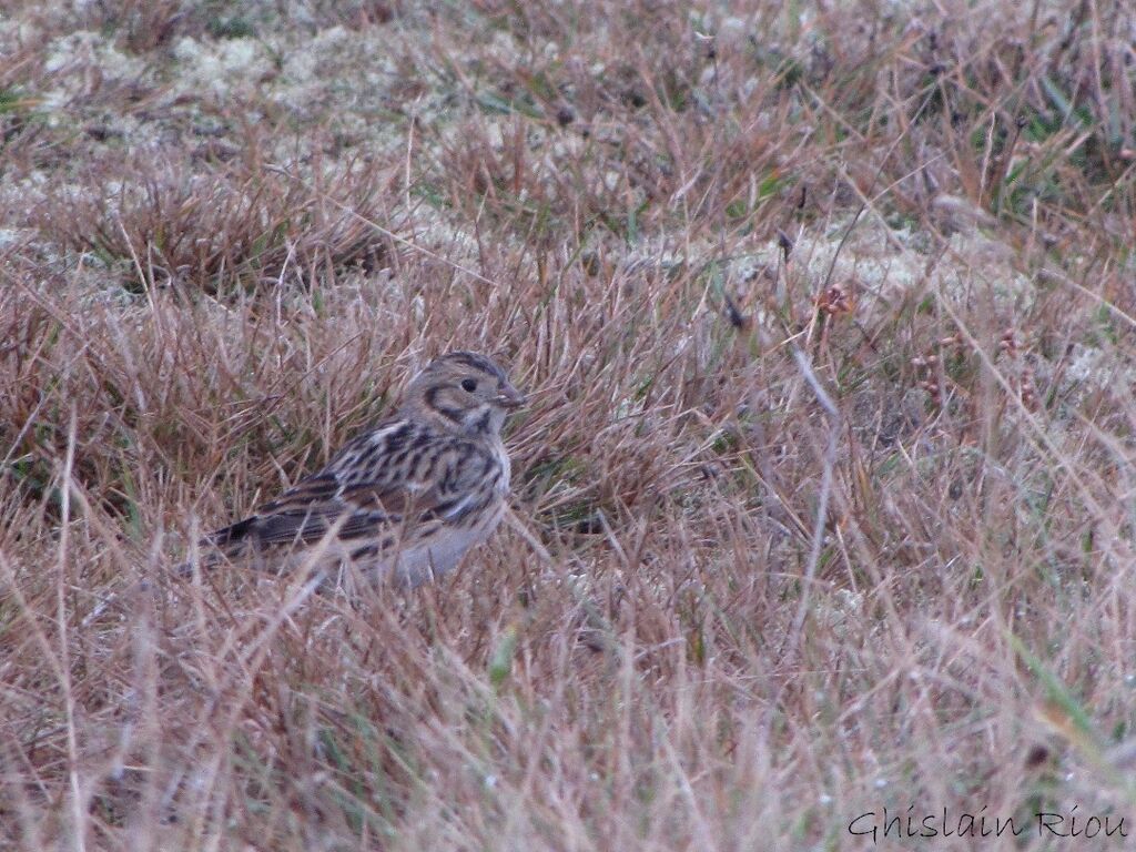 Lapland Longspur