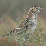 Lapland Longspur