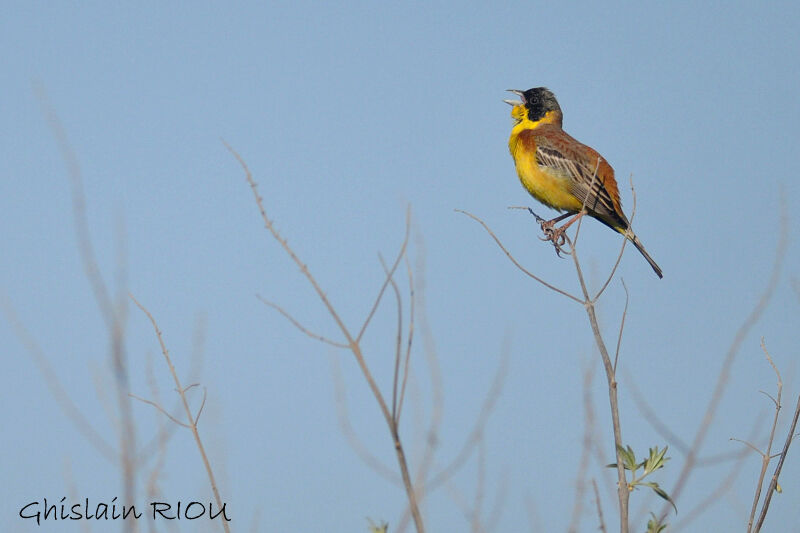 Black-headed Bunting