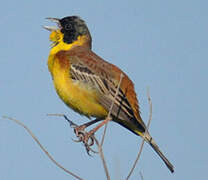 Black-headed Bunting