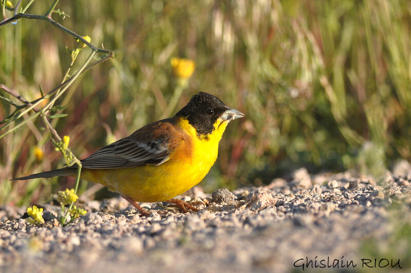 Black-headed Bunting