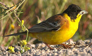 Black-headed Bunting