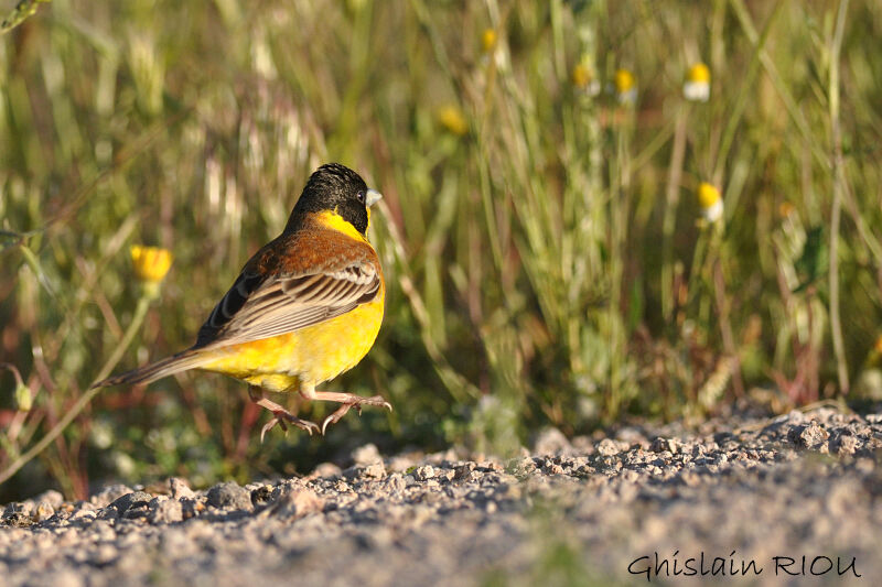 Black-headed Bunting