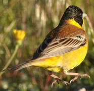 Black-headed Bunting